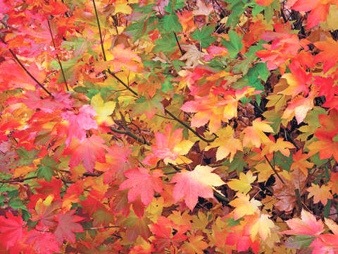 Autumn maple leaves portrait