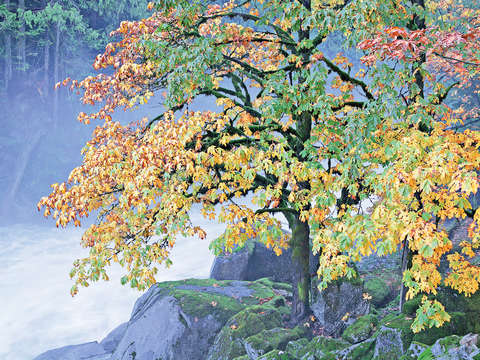 Autumn maple tree on river bank