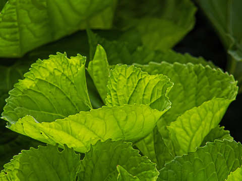 Leaves and ligh