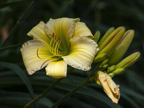Lily 14