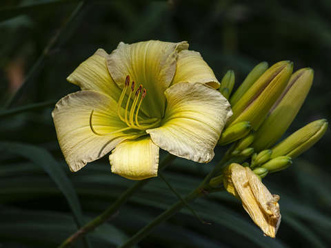 Lily 15