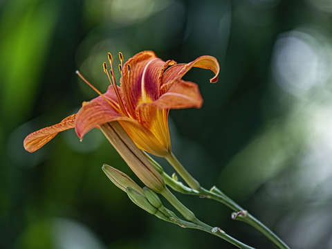 Orange lily 2