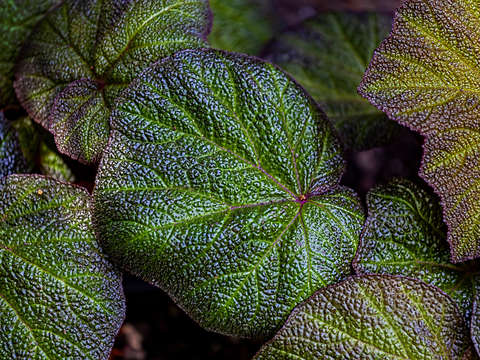 Leaves 4