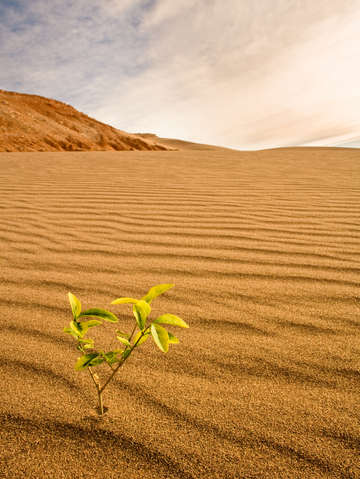 Plant in the desert