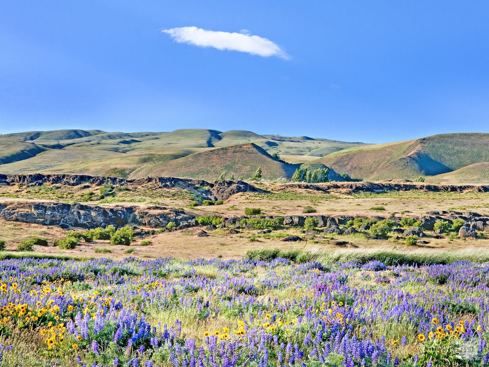 Columbia hills spring bloom columbia river gorge w