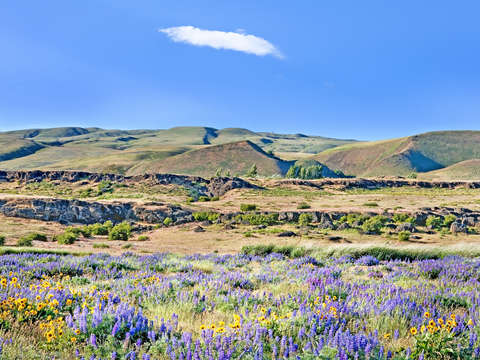 Columbia hills spring bloom columbia river gorge w
