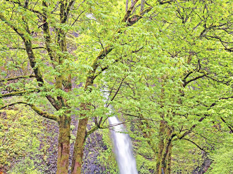 Horsetail falls columbia river gorge oregon