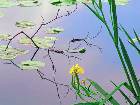 Iris and lily pad design