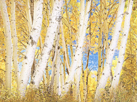 Luminous autumn aspen grove