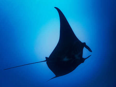 Manta deep
