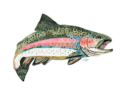 Rainbow trout collage