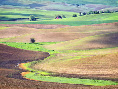 Spring fields in the palouse hills