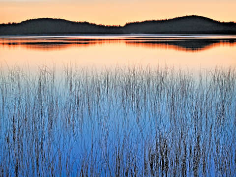 Reeds in pond at twilight