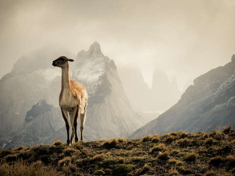 Lone sentry of the Andes