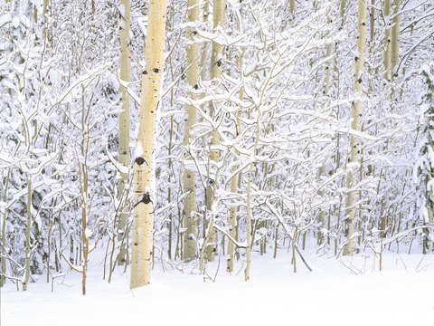 Winter aspen grove portrait