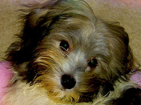 Baby lucky 3