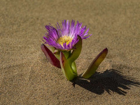 Beautiful loneliness