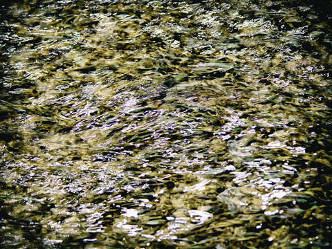 Effervescence 2