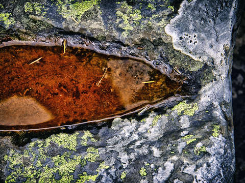 Rock eye