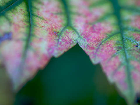 Autumn Leaves: Emerald