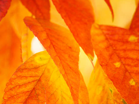 Autumn leaves fire light