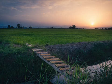 Rice fields at sunrise 3