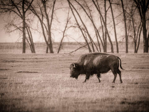 Sepia bison