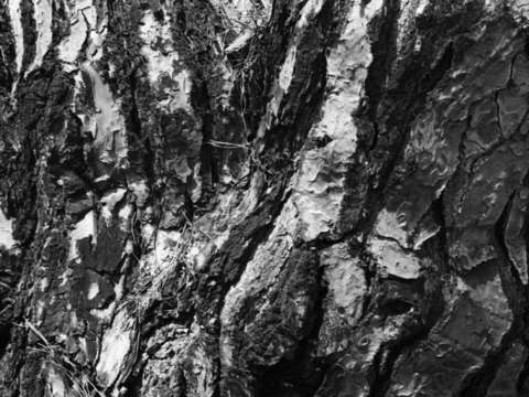 Green matter gray space golden gate park 1