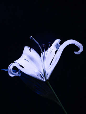 Illumination 4