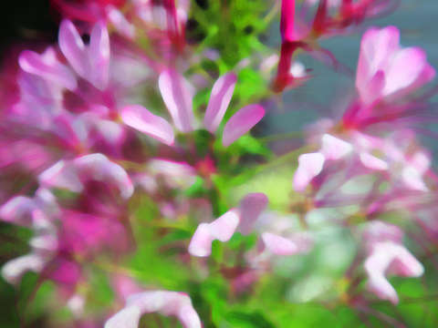 Delicato botanica