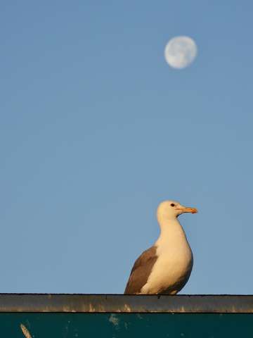 Moonstruck