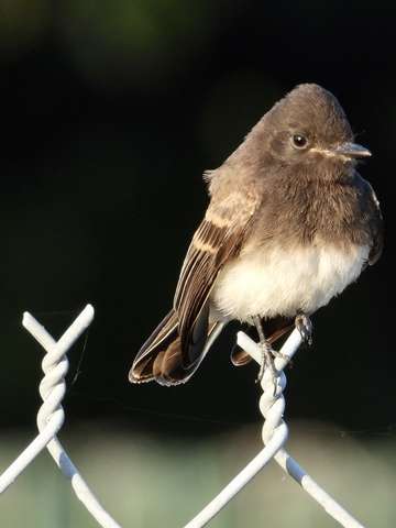 Fence sitter