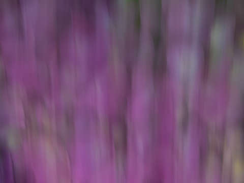Lavender fields 2