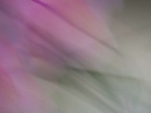 Bouquet 15