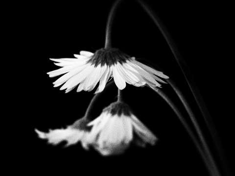 3 Daisies