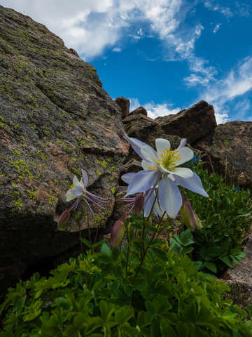 Lone columbine