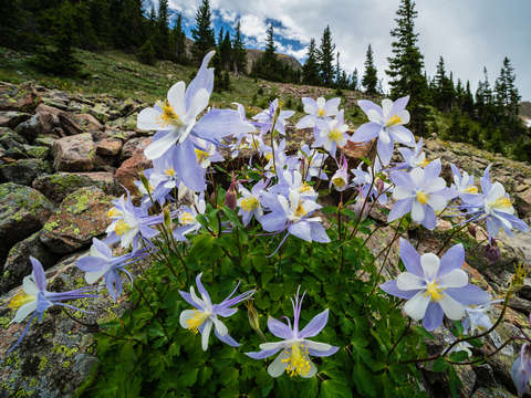 Cluster of columbines