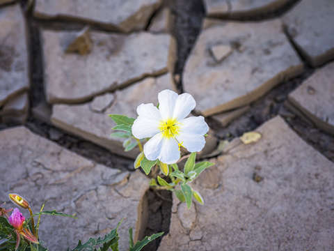 Up through the cracks