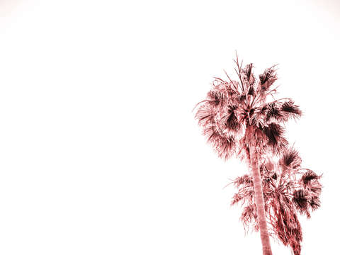 Pink california palms