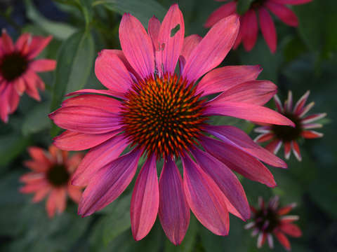 Echinacea powwow wild berry