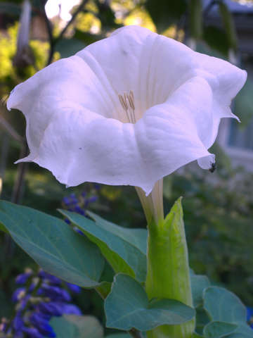 Datura stramonium