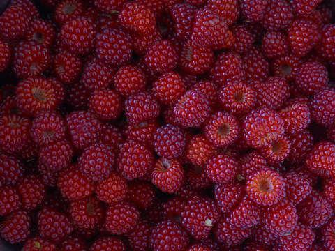 Summer fruit