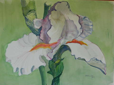 Large Iris