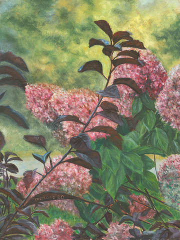 Hydrangeas in the fall
