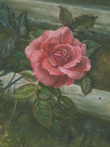 The rose of sue