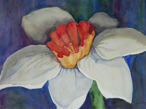 Large Jonquil