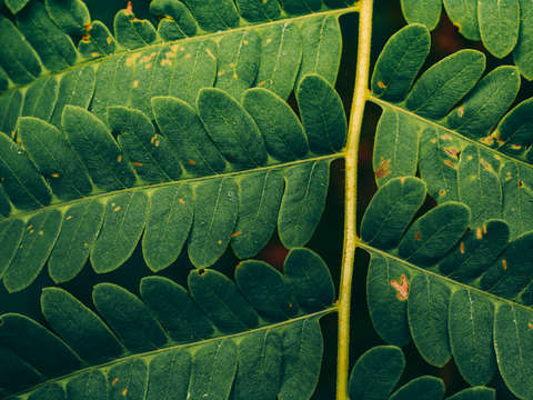 Fern detail