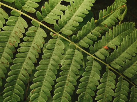 Fern detail 2
