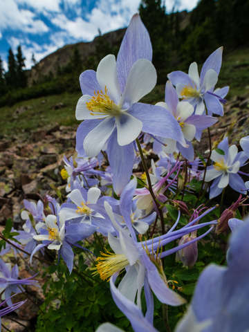 Inside the columbines