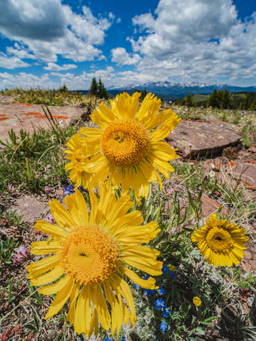 Alpine sunflowers